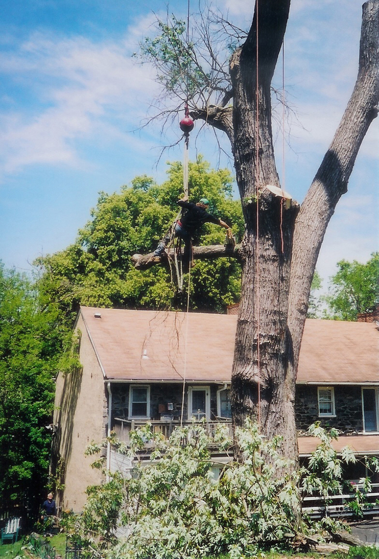 carroll county dead tree removal