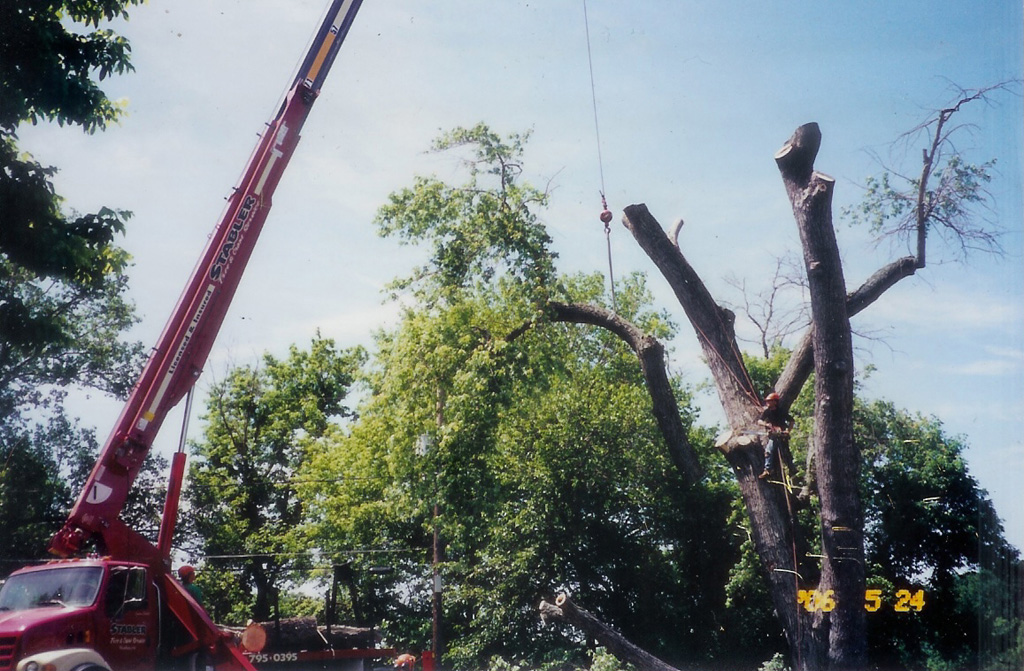 taneytown tree work