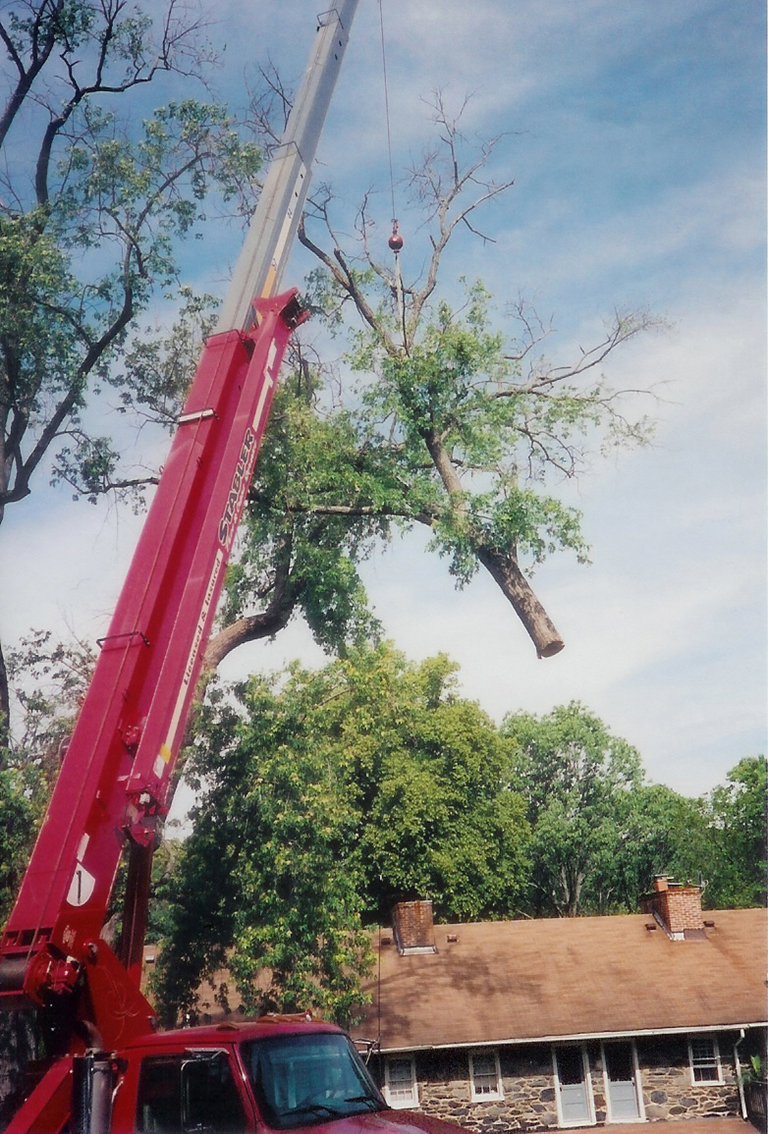 woodbine tree removal