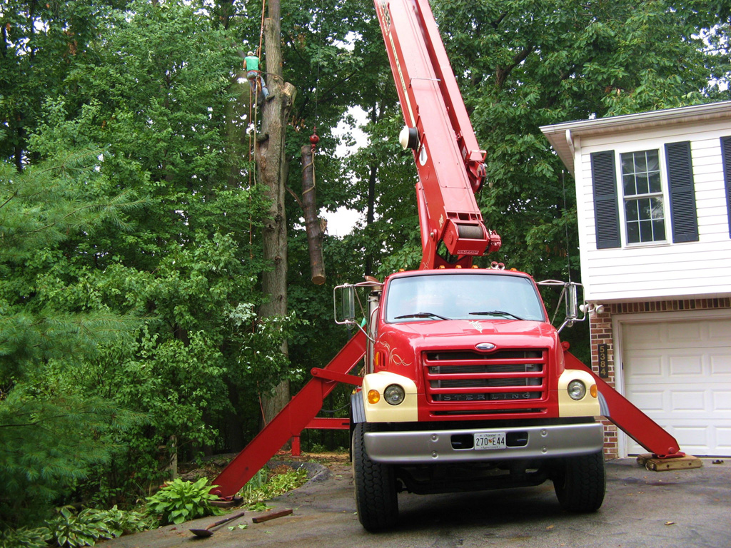 tree removal