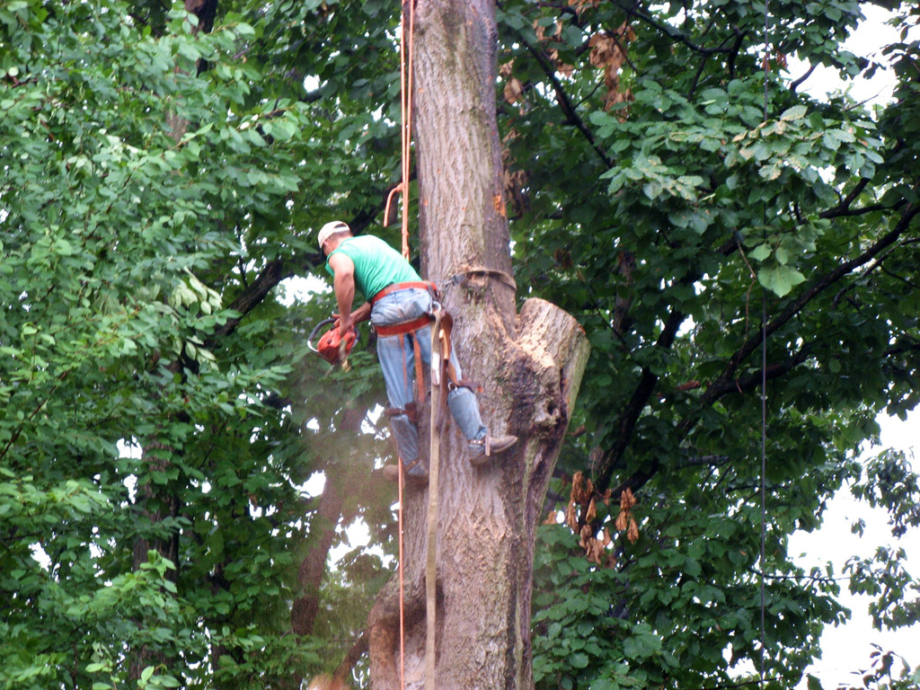 manchester tree work