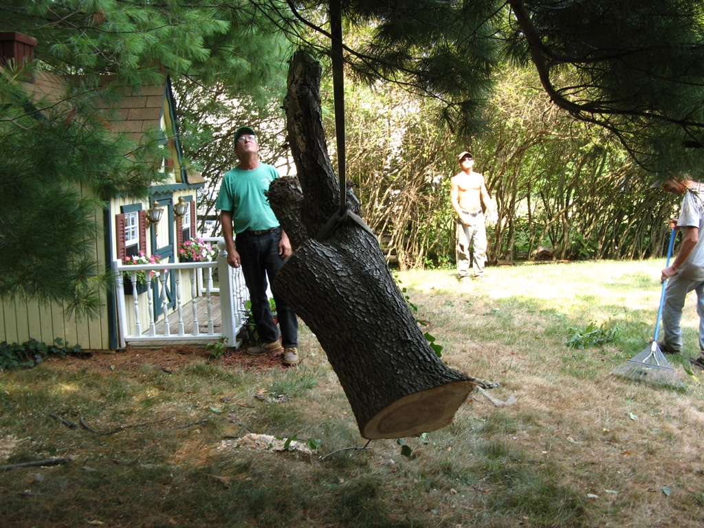 highland tree pruning