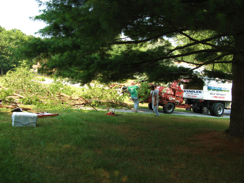 reisterstown tree removal