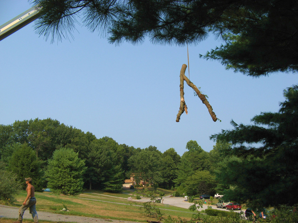 sykesville tree