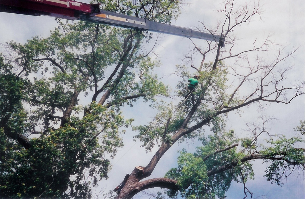 reisterstown tree removal