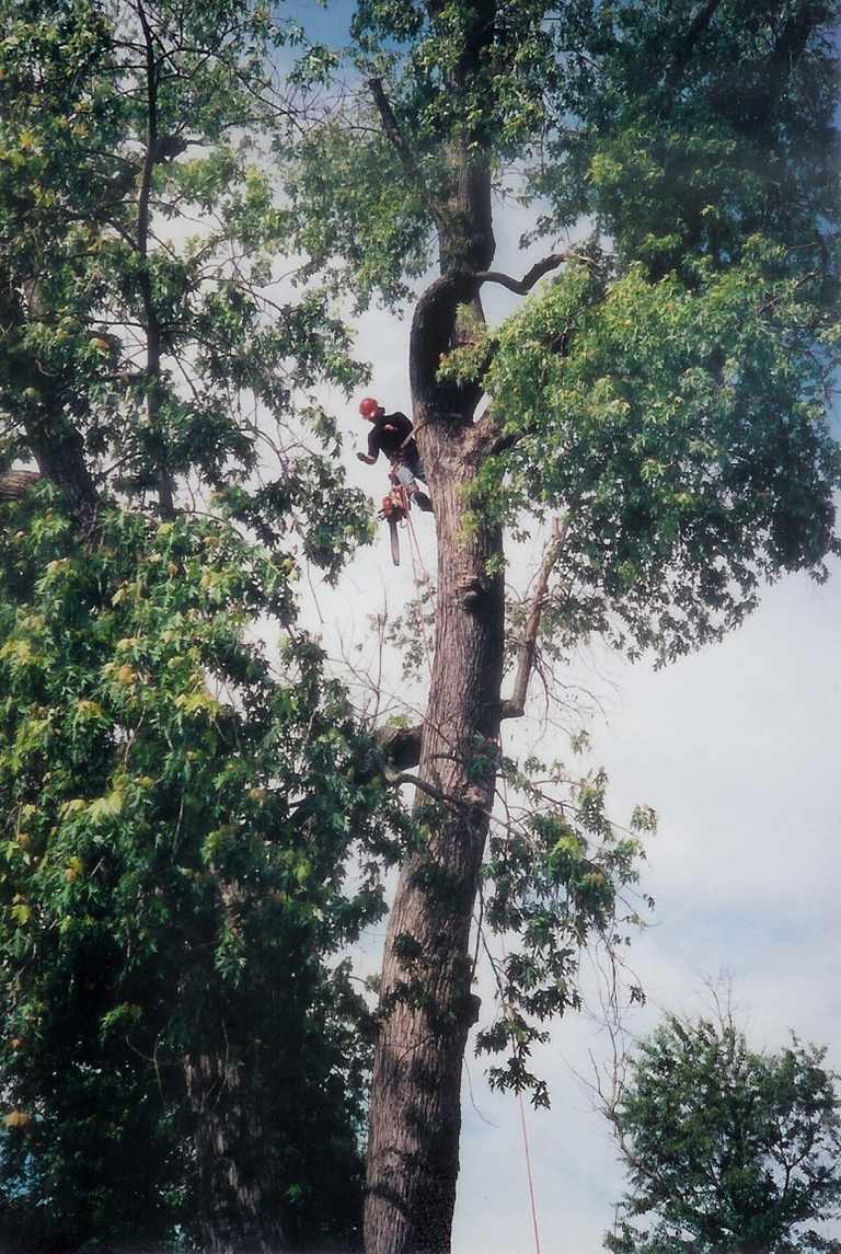 reisterstown tree trimming