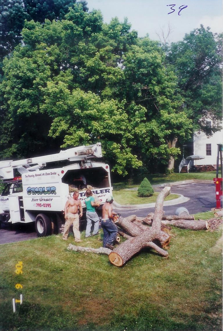 Tree Removal in Baltimore County MD Stabler Tree and Crane