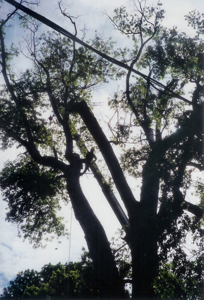 lisbon fallen tree